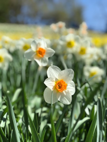 Daffodil_Flowers_in_a_Field_During_Spring
